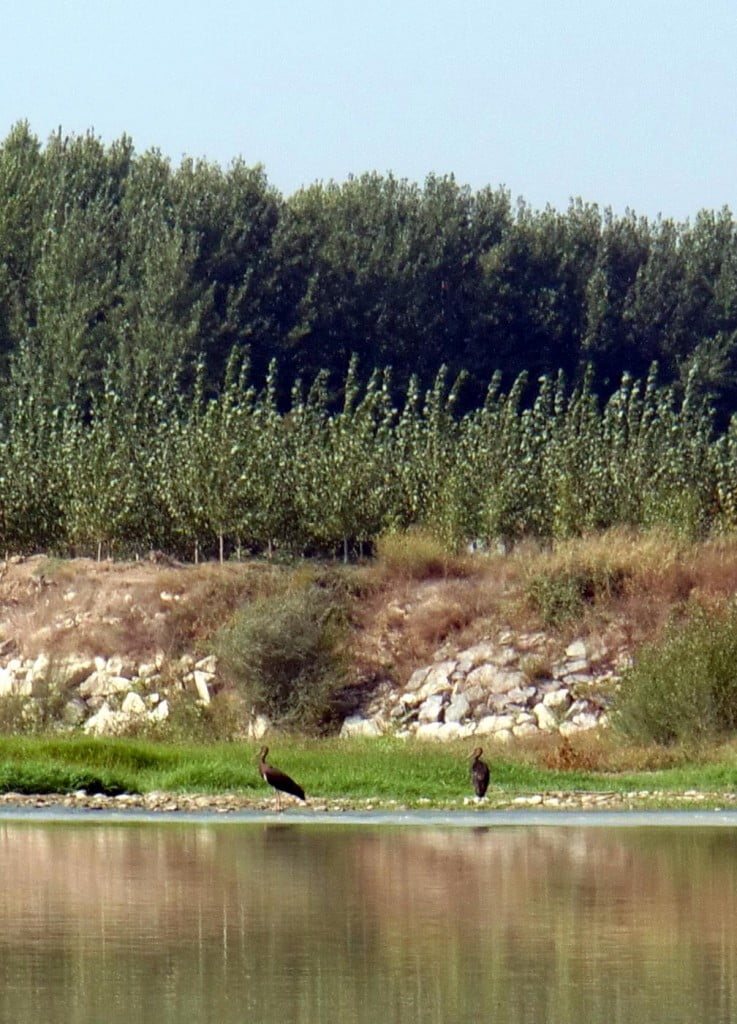 Cigüeñas negras sobre una mejana del Ebro aragonés